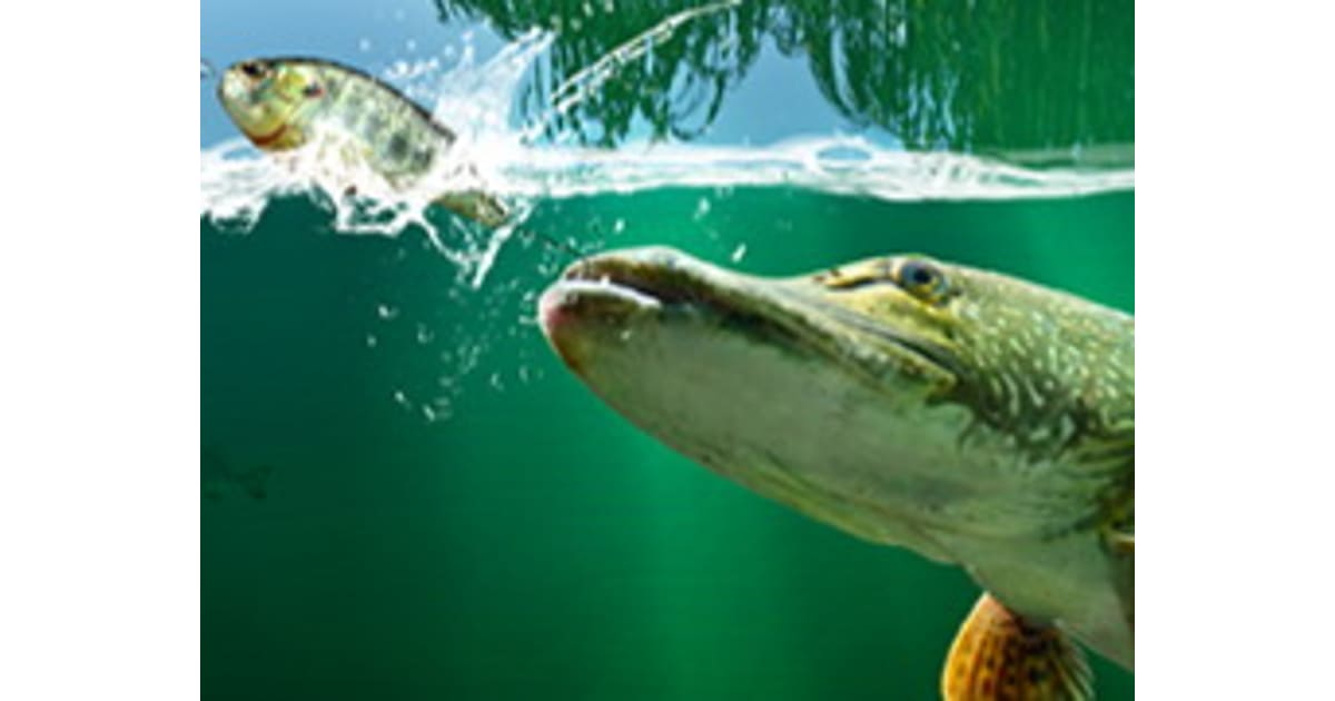 Willow Pond Fishing Play Willow Pond Fishing Online on